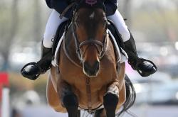 开云体育在线-马术比赛选手与坐骑默契合作获胜